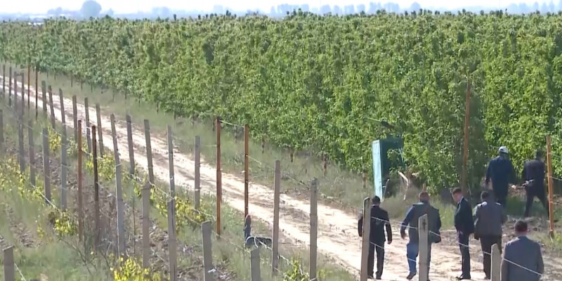 Яблоки и виноград итальянской селекции выращивают в Туркестанской области