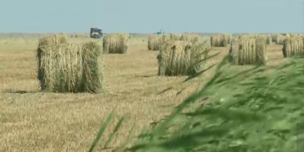 Почему в РК растут цены на сено?