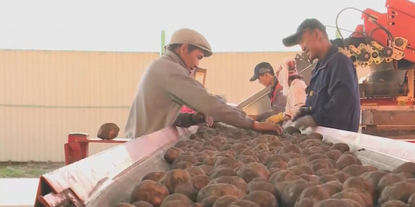 Атыраулық егіншілерге жаздағы шығындары үшін мемлекеттен субсидия төлене бастады