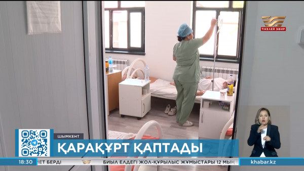 Шымкентте қарақұрттан жапа шеккендер көбейді