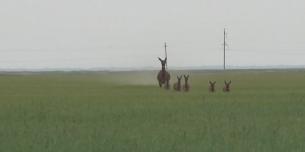 Краснокнижные маралы уничтожают посевы в СКО