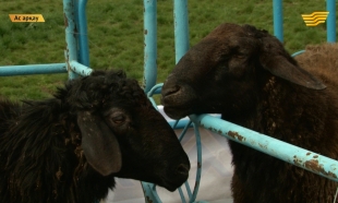 &laquo;Ас арқау&raquo;. Шымкентте қошқарлар фестивалі өтті