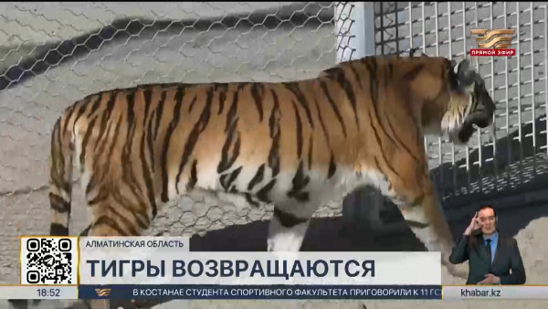Амурских тигров привезли из Нидерландов в Казахстан