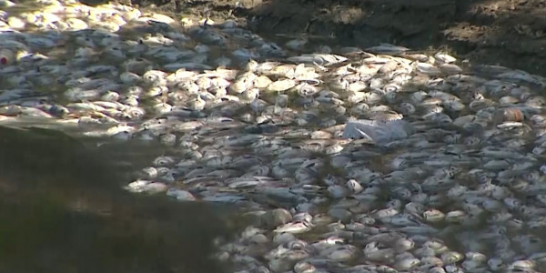 Около 100 тонн рыбы погибло в Алматинской области