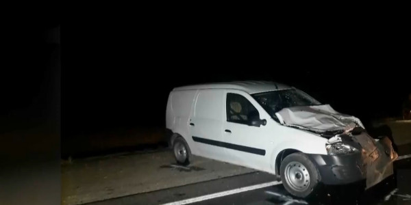 За вольный выпас скота привлекают к ответственности в Кызылординской области