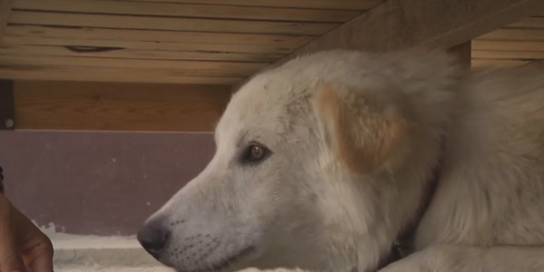 Против жестокого обращения с животными выступают казахстанцы