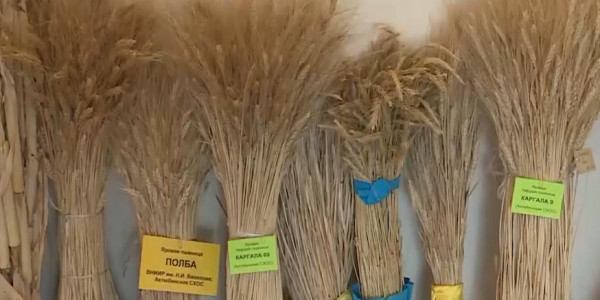 Ақтөбелік диқандар астықтың жергілікті тұқымдарынан ада қалуы мүмкін