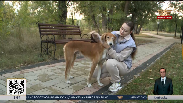 Эксперты приступили к пересчету чистокровных собак породы тазы