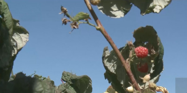 Сбор фруктов и ягод в самом разгаре в Туркестанской области