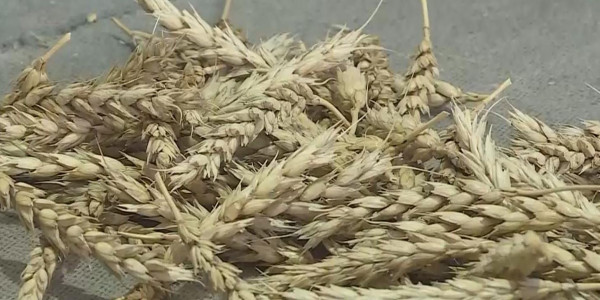 Қостанайда көктемгі егін жұмыстарына дайындық басталды