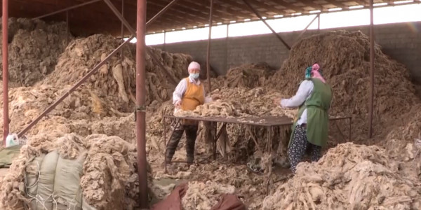 Шымкентте жүн өңдеумен айналысатын жалғыз кәсіпорын жабылудың алдында тұр