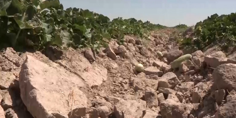 Поля бахчевых культур засыхают из-за дефицита воды в Туркестанской области