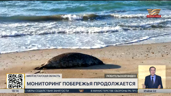 Гибель тюленей: в пробах морской воды загрязняющих веществ не обнаружено