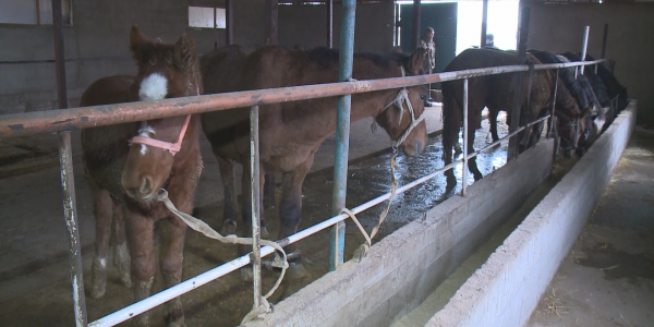 Bastau biznes zhobasy 