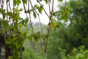 Қазақстанның басым аймақтарында тұрақсыз ауа райы сақталады