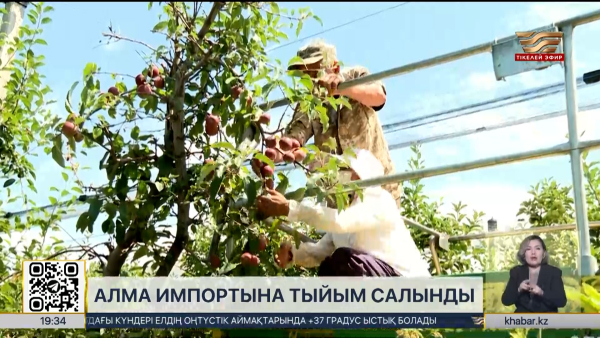 Елімізде алма импортына уақытша шектеу енгізілді