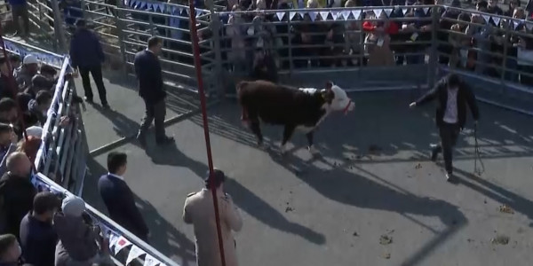 Казахской белоголовой заинтересовались фермеры Латинской Америки