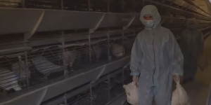 Почти всё поголовье кур-несушек погибло на аркалыкской птицефабрике