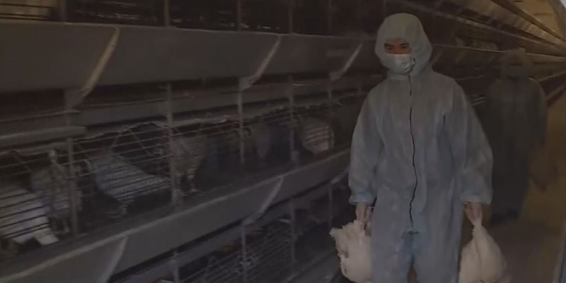 Почти всё поголовье кур-несушек погибло на аркалыкской птицефабрике
