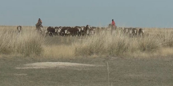 Шаруа қожалықтарына бруцеллезге қарсы вакцина мемлекет есебінен тегін таратылуы тиіс
