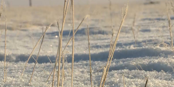 Қарағанды облысының фермерлері заңды жолмен алған жер телімдерін пайдалана алмай отыр