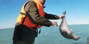 Освобождение тюленей из браконьерских сетей удалось снять корреспондентам «Хабара»