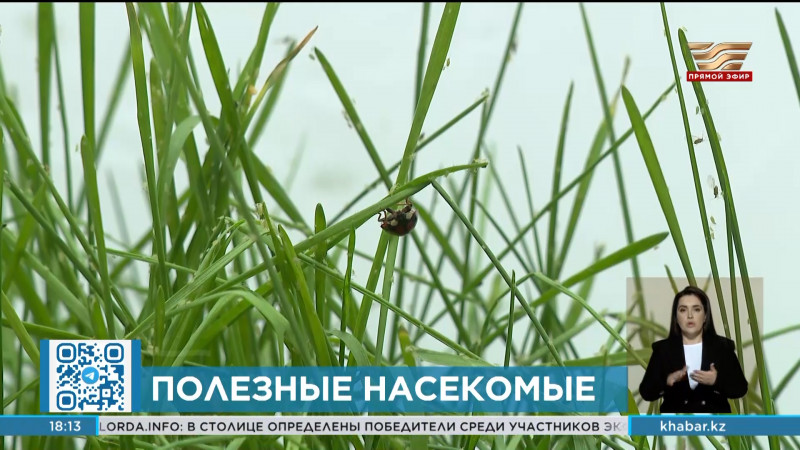 Собственную программу борьбы с вредителями разработали казахстанские ученые