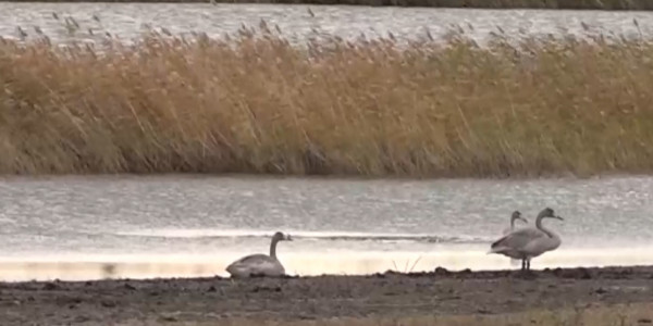 Ертіс өңірінде жабайы құстар фаунасы зерттелді