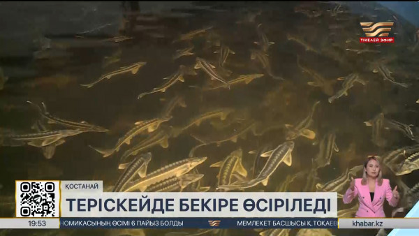 Қостанай облысында бекіре фермасы алғашқы өнімін тұтынушыларға ұсына бастады