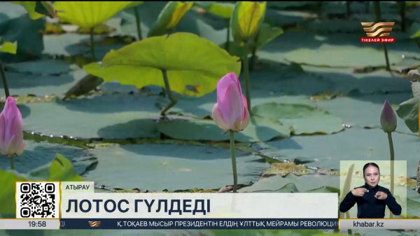 Атырауда лотос гүлдеді