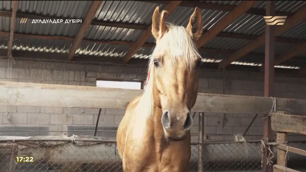 Таңдай қақтырған Торнадо. &laquo;Дүлдүлдер дүбірі&raquo;. Бәйге