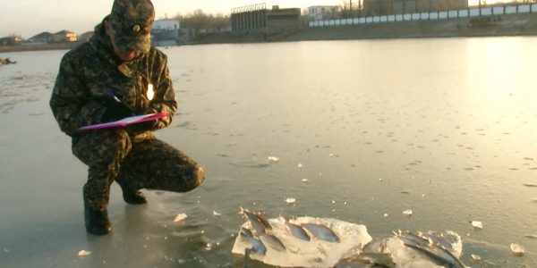 Атыраудағы балықтың қырылу себептері анықталып жатыр