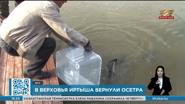 Сибирского осетра возвращают в воды Иртыша спустя 50 лет