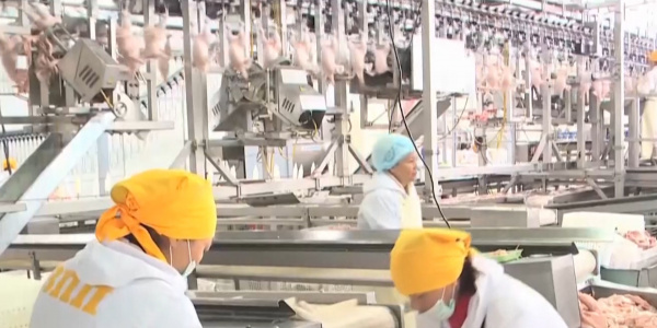 В ВКО птицефабрика обеспечивает мясом регионы Казахстана