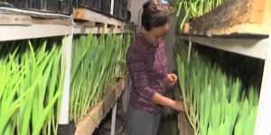 Женщина из ВКО вырастила больше 10 тысяч тюльпанов