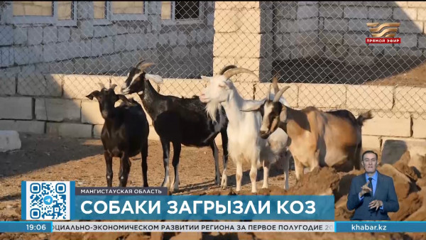 200 бродячих собак отловили за два месяца в Мунайлинском районе Мангистауской области