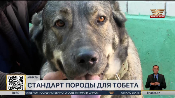 В Казахстане создали стандарт породы для тобета