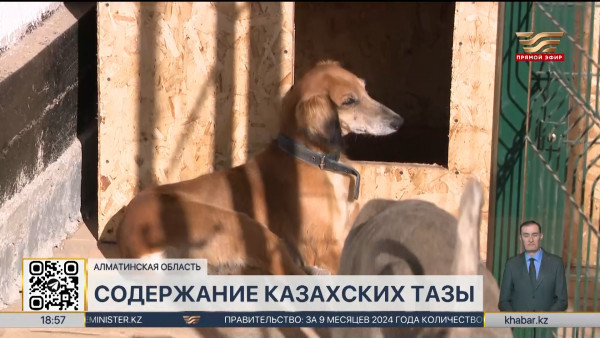 Программы по сохранению казахской породы тазы создают в РК