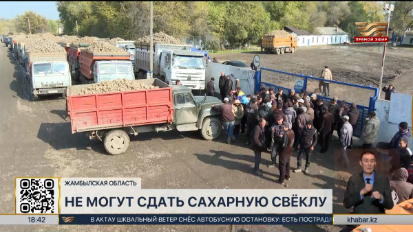 Жамбылские фермеры не могут сдать сахарную свеклу