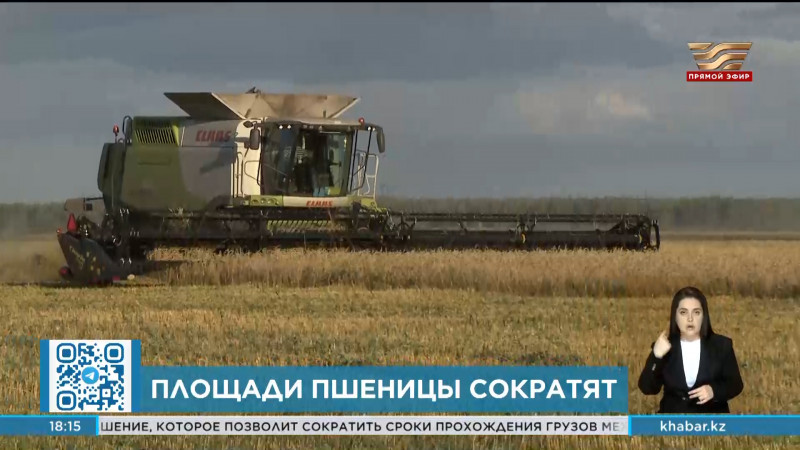 На миллион гектаров сократят площади под пшеницу в Казахстане