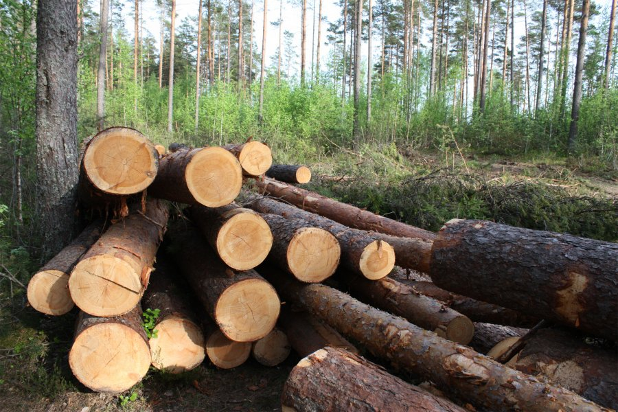 В Акмолинской области за сутки выявили три факта незаконной порубки леса