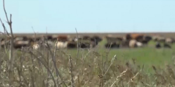 Земельный скандал назревает в Западно-Казахстанской области