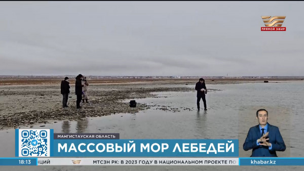 Погибших лебедей стали находить на берегу Каспия