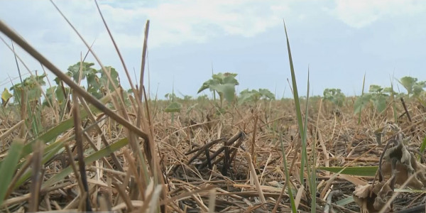 Қуаңшылық жайлаған Қызылорда облысына 184 мың тонна шөп қажет