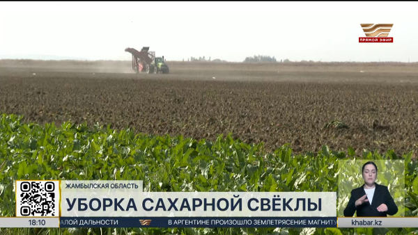 30 тысяч тонн сахарной свёклы собрали за 10 дней в Жамбылской области