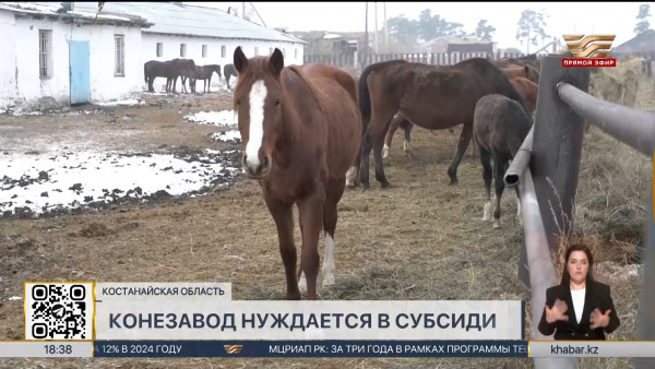 Конезавод нуждается в субсидиях в  Костанайской области