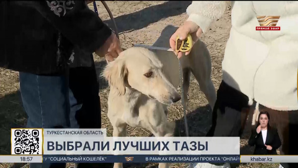 Самую быструю собаку породы тазы выбрали в Туркестанской области