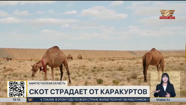 Каракурты атакуют скот в Мангистауской области