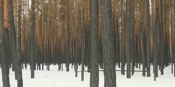 Заготовка древесины началась в Костанайской области