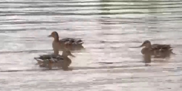 Құс тұмауы Баянауылға жетті